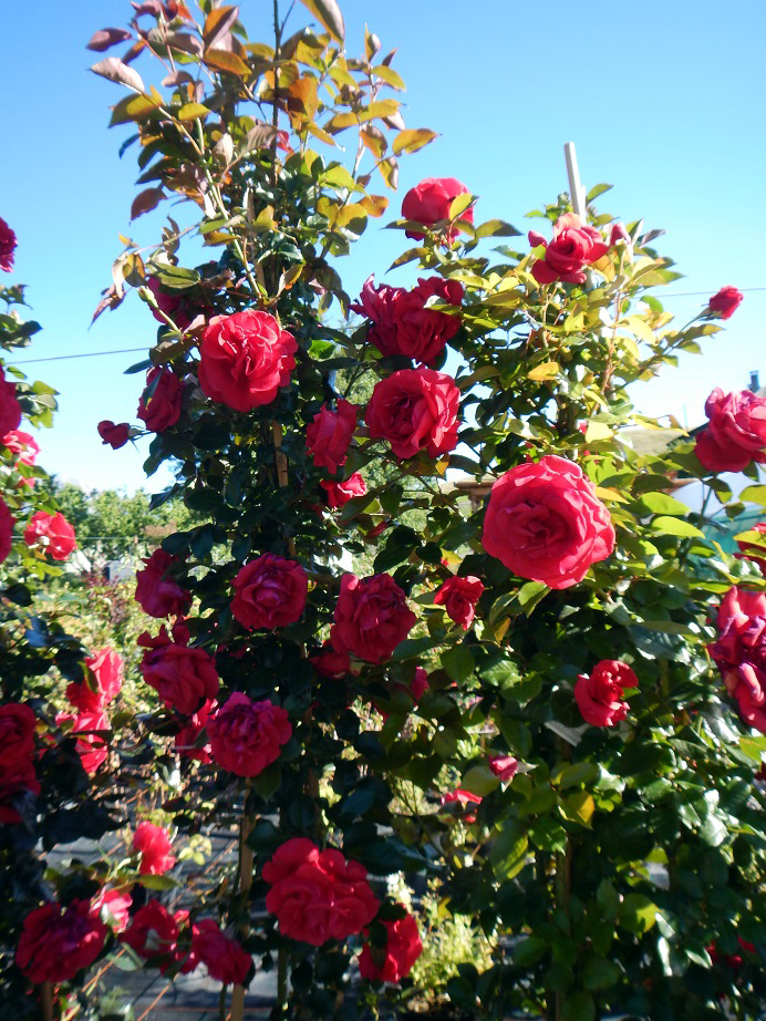 rosier grimpant