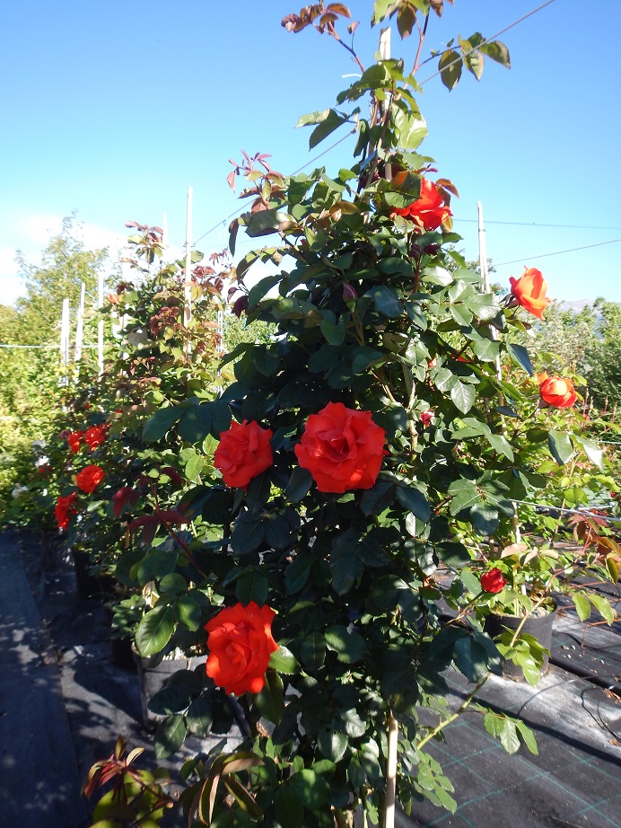 rosier grimpant