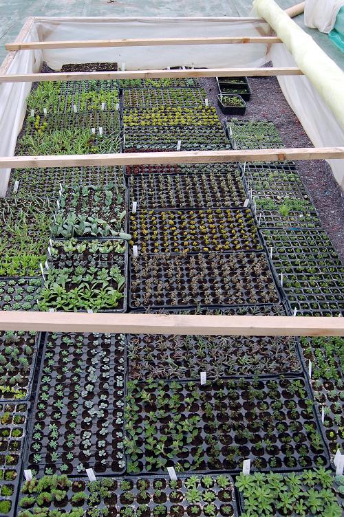 Boutures de sedum