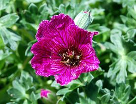 Geranium cinereum "Purple Pillow"