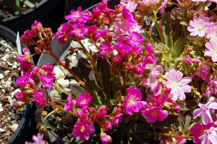 Lewisia cotyledon