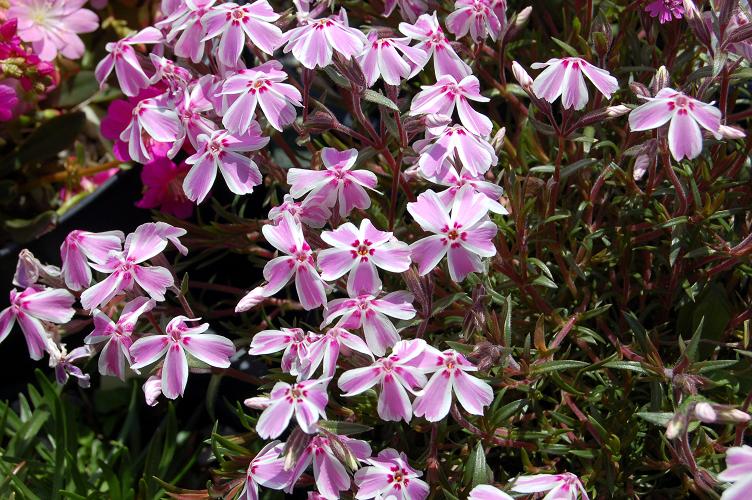 Phlox subulata "Candy Stripe"