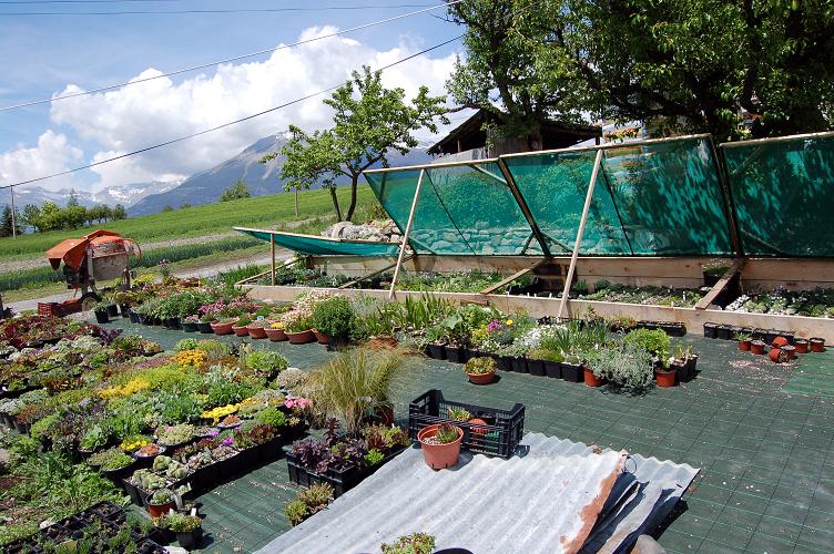 Le coin des plantes alpines